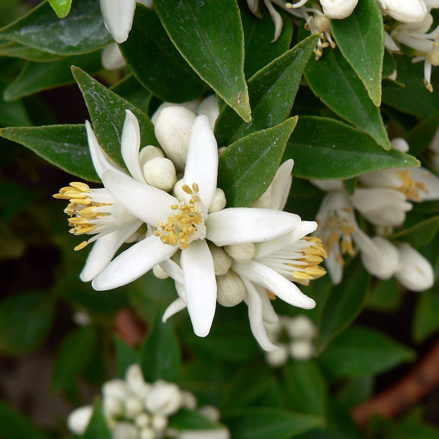 Mirtuszlevelű t&ouml;rpenarancs Citrus myrtifolia 'Chinotto'